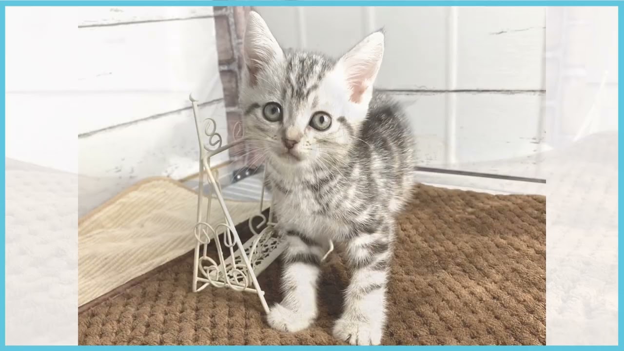 ペットショップCOO&RIKU  No00683432アメリカンショートヘアー