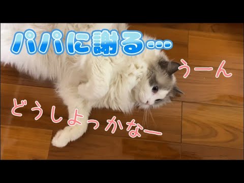 猫とヘイトごはん｜みんなをパンチした猫