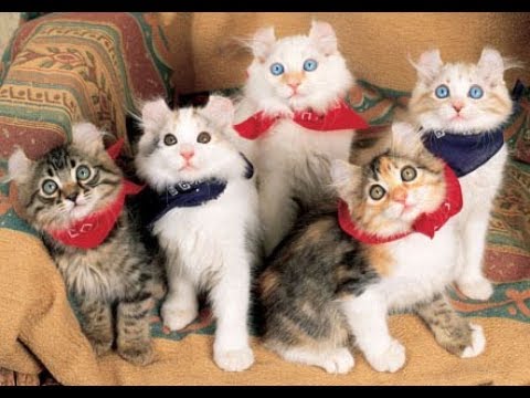 アメリカンカールの猫ちゃんが意外とかわいい♡～American curl cat is cute.
