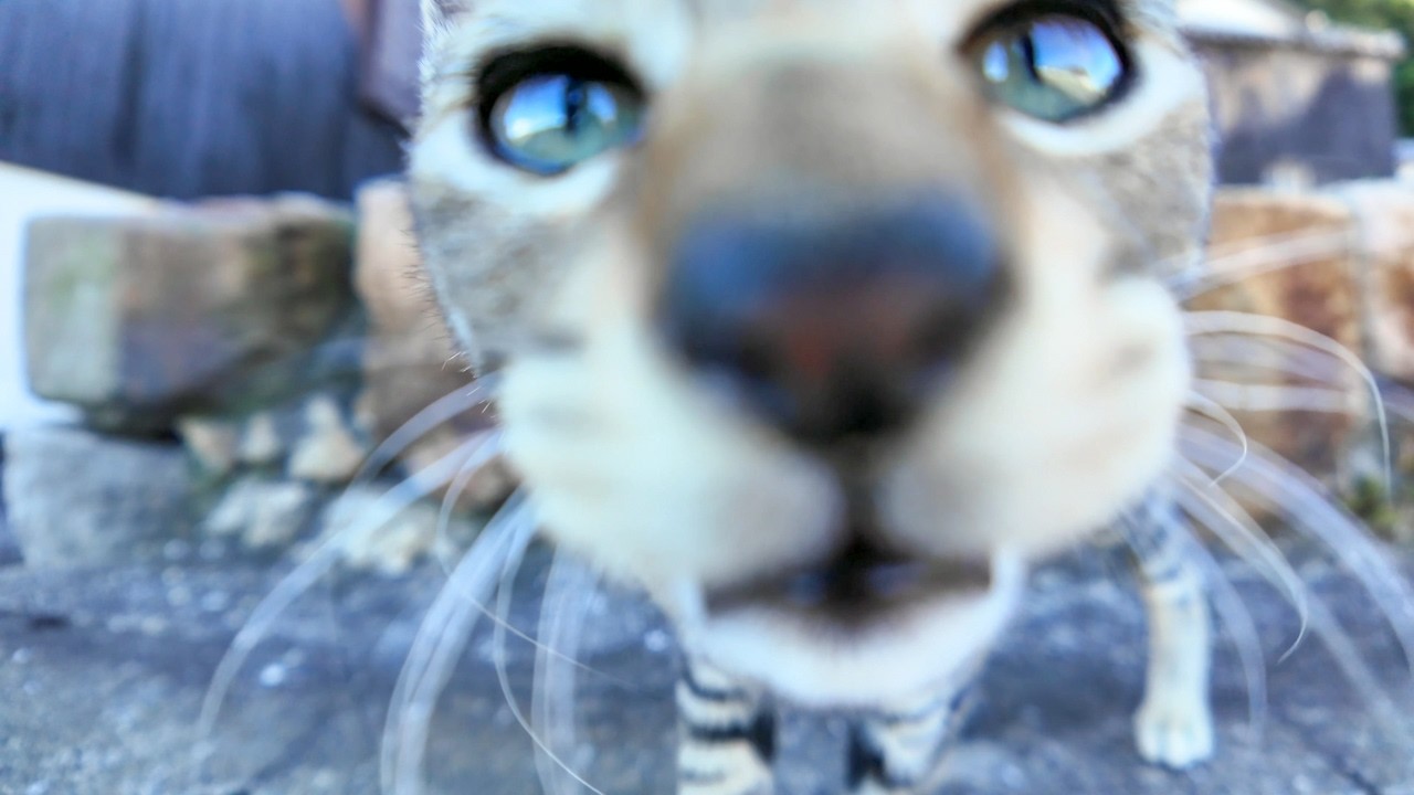 猫島の道端で出会った子猫がかわい過ぎる
