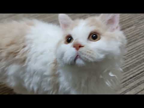 セルカークレックス おっとり人懐っこい子❤️