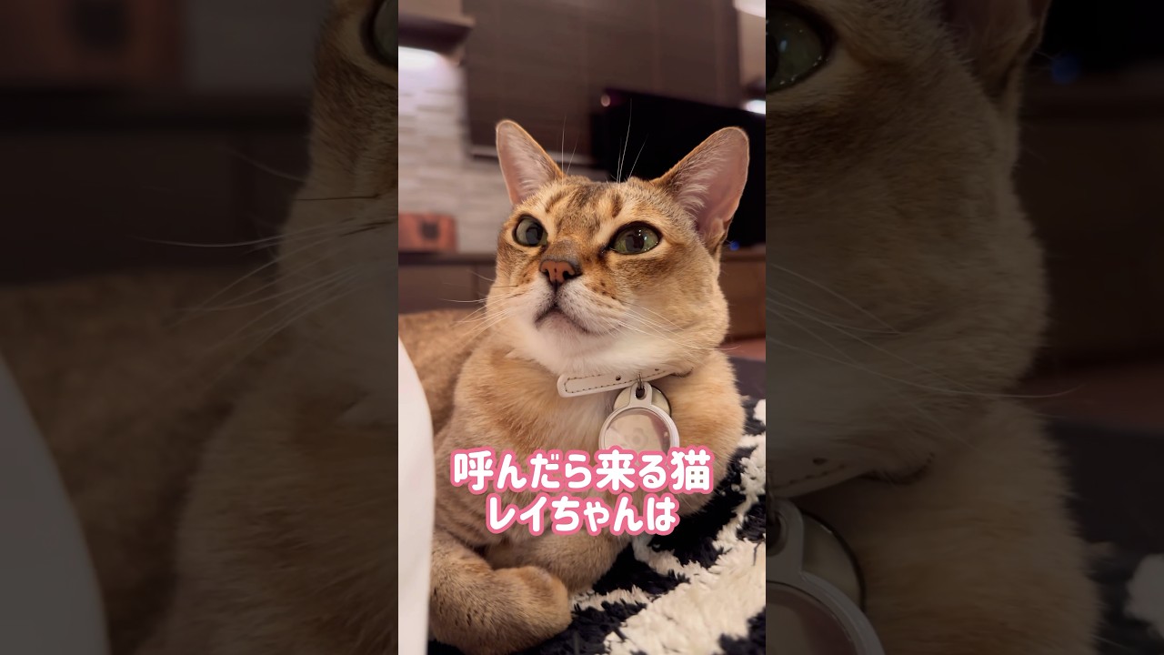 とにかくなでられたいレイちゃん #シンガプーラ #cat #shorts
