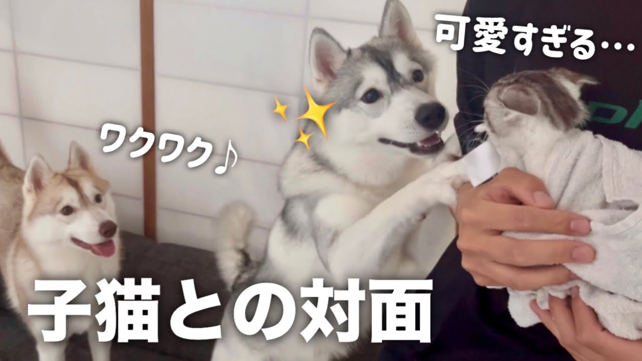 【子猫との2度目の対面】ハスキー姉妹の反応がこちら…【シベリアンハスキー】【保護猫/捨て猫】