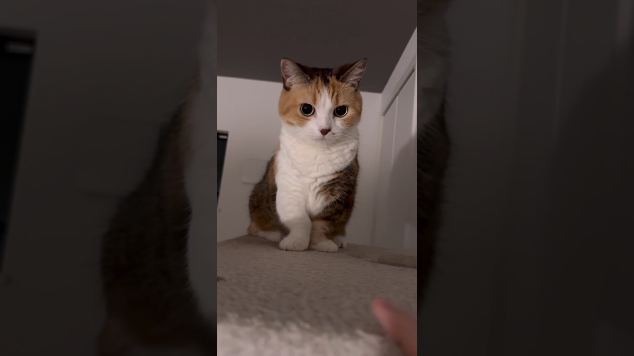 ちょっかい #マンチカン短足