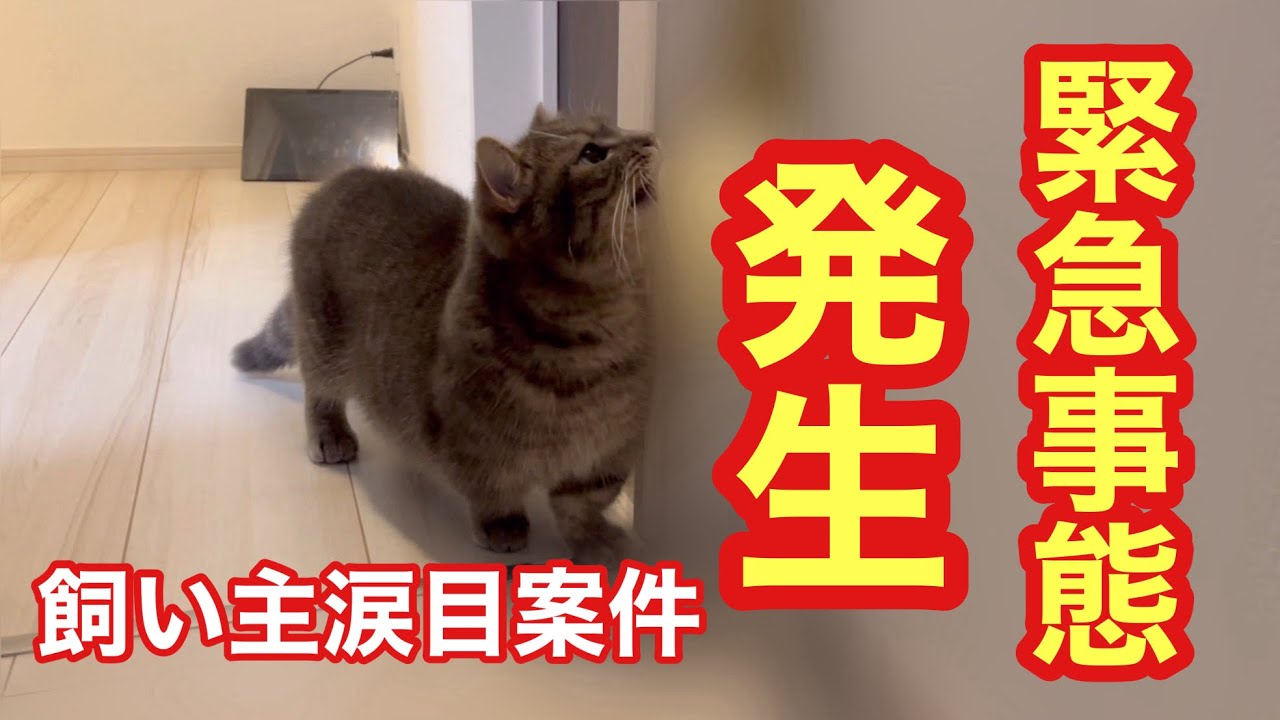 【緊急】猫が大変なことをしでかしました