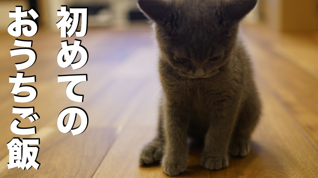 家に来て初めてご飯を食べてくれる子猫が可愛すぎる