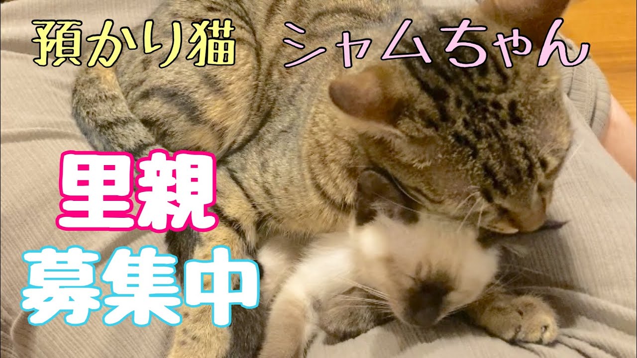 預かり猫　シャムちゃん　里親　募集中