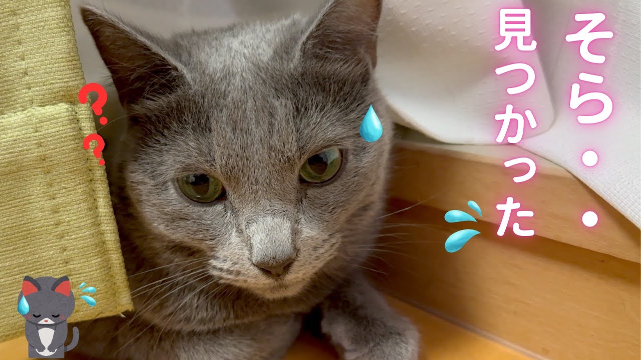 【猫ロシアンブルー】隠れても直ぐに見つかっちゃう そらちゃん❤️