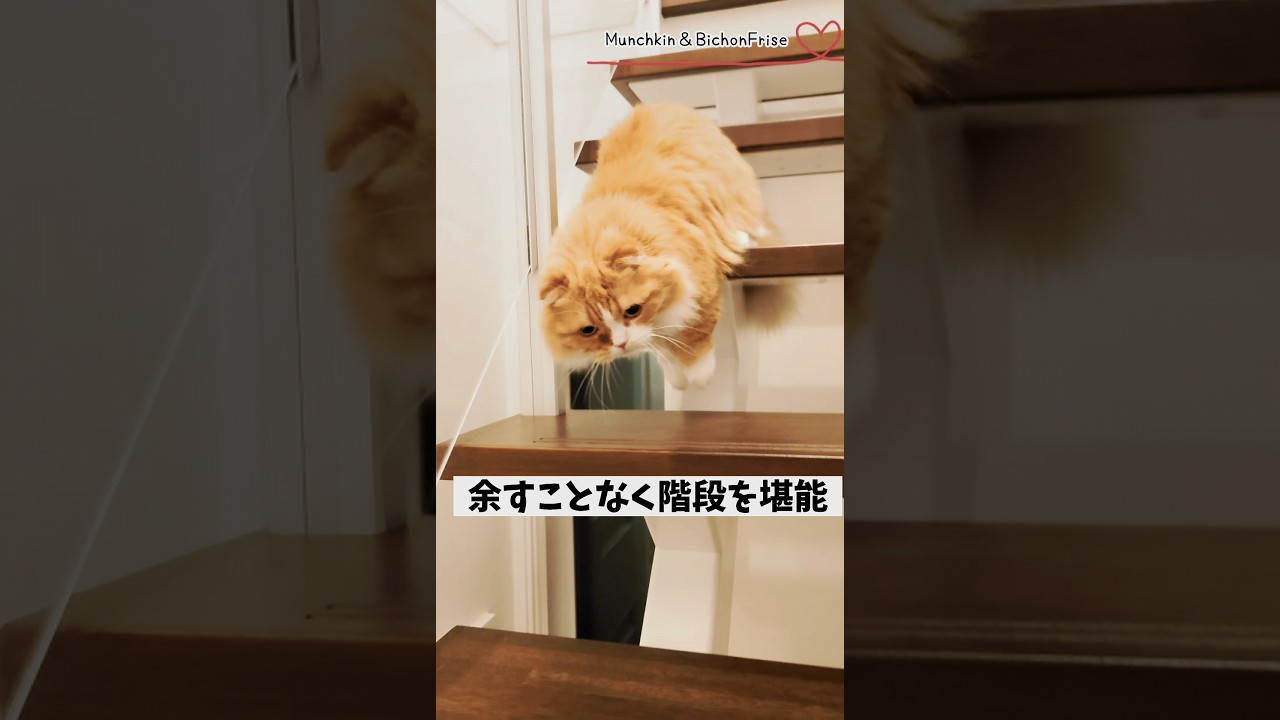 【マンチカン】階段の掃除を邪魔しに来てあざといポーズまでとっちゃう女王猫 【犬と猫、両方飼ってると毎日かわいい♥】