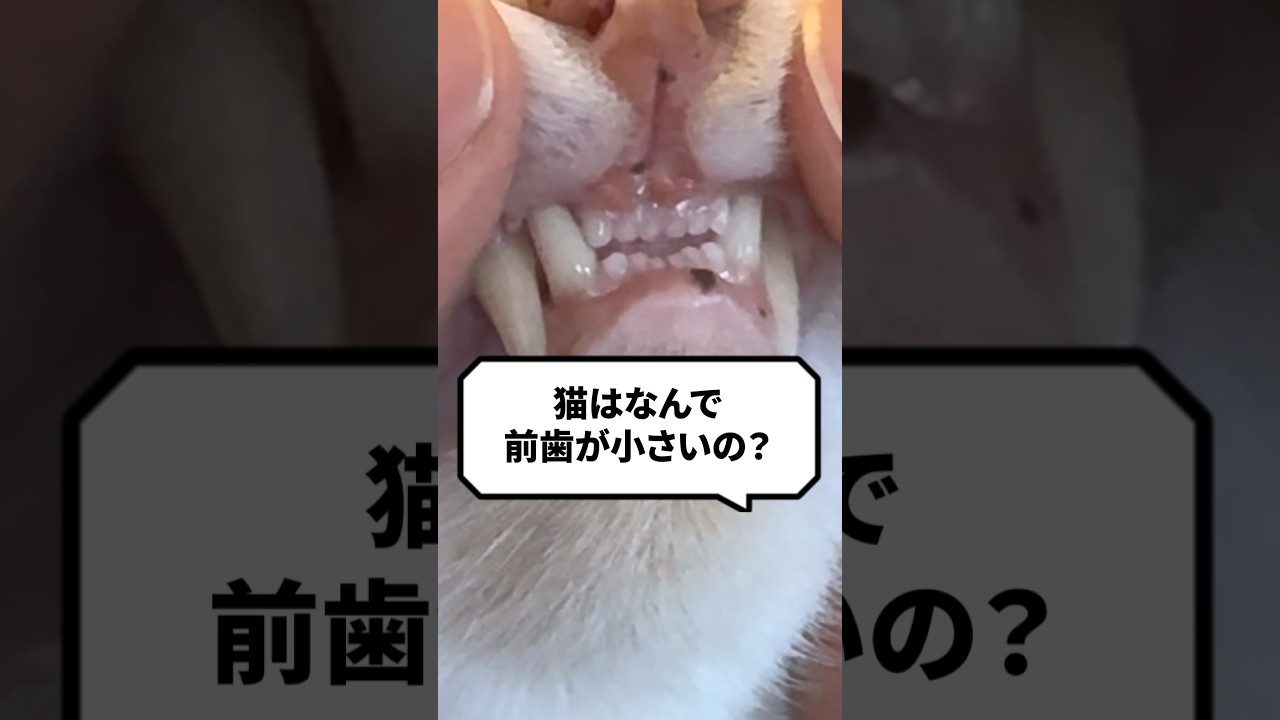 Q：猫はなんで前歯が小さいの？ #猫 #猫動画  #ねこ