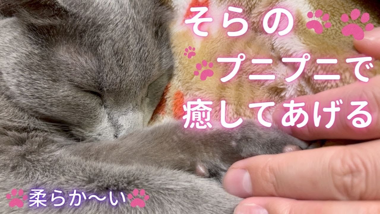【猫ロシアンブルー】お疲れの方は、この動画をご覧ください❤️