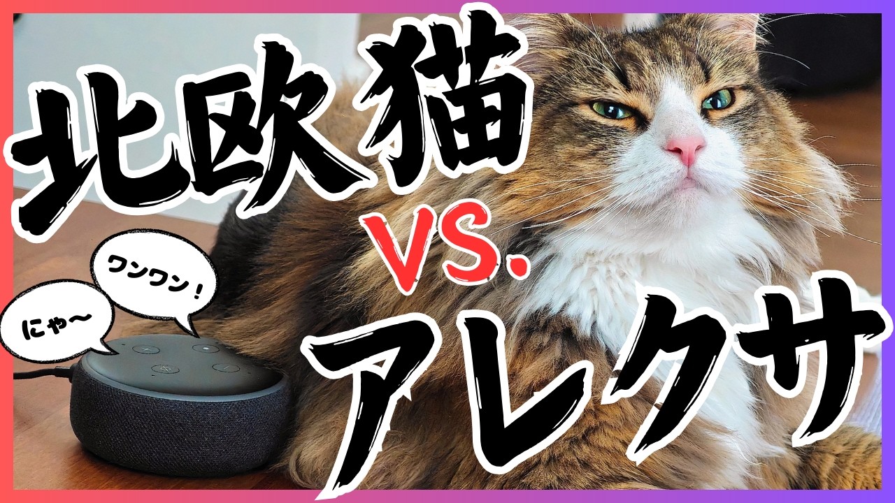 【衝撃】アレクサから動物の鳴き声がしたら北欧猫はどんな反応をする？【ノルウェージャンフォレストキャット】