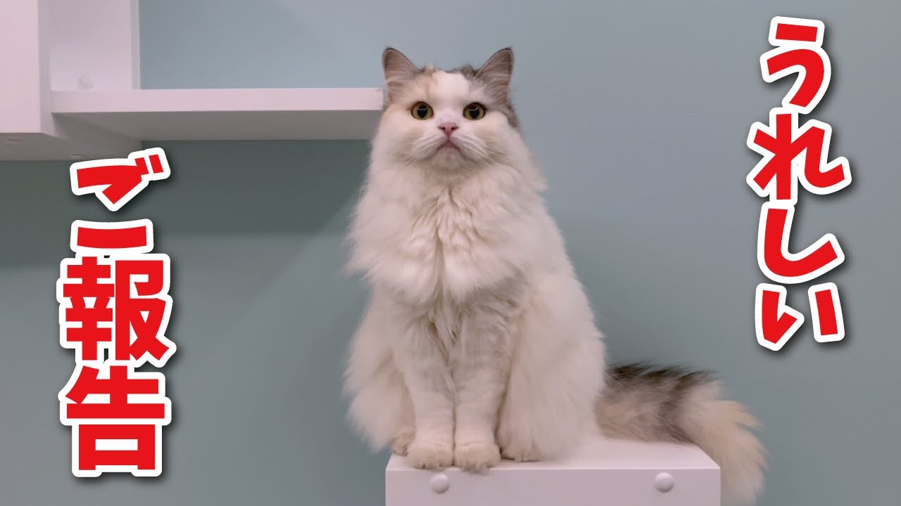 みなさまにうれしいお知らせがあります【関西弁でしゃべる猫】【猫アテレコ】