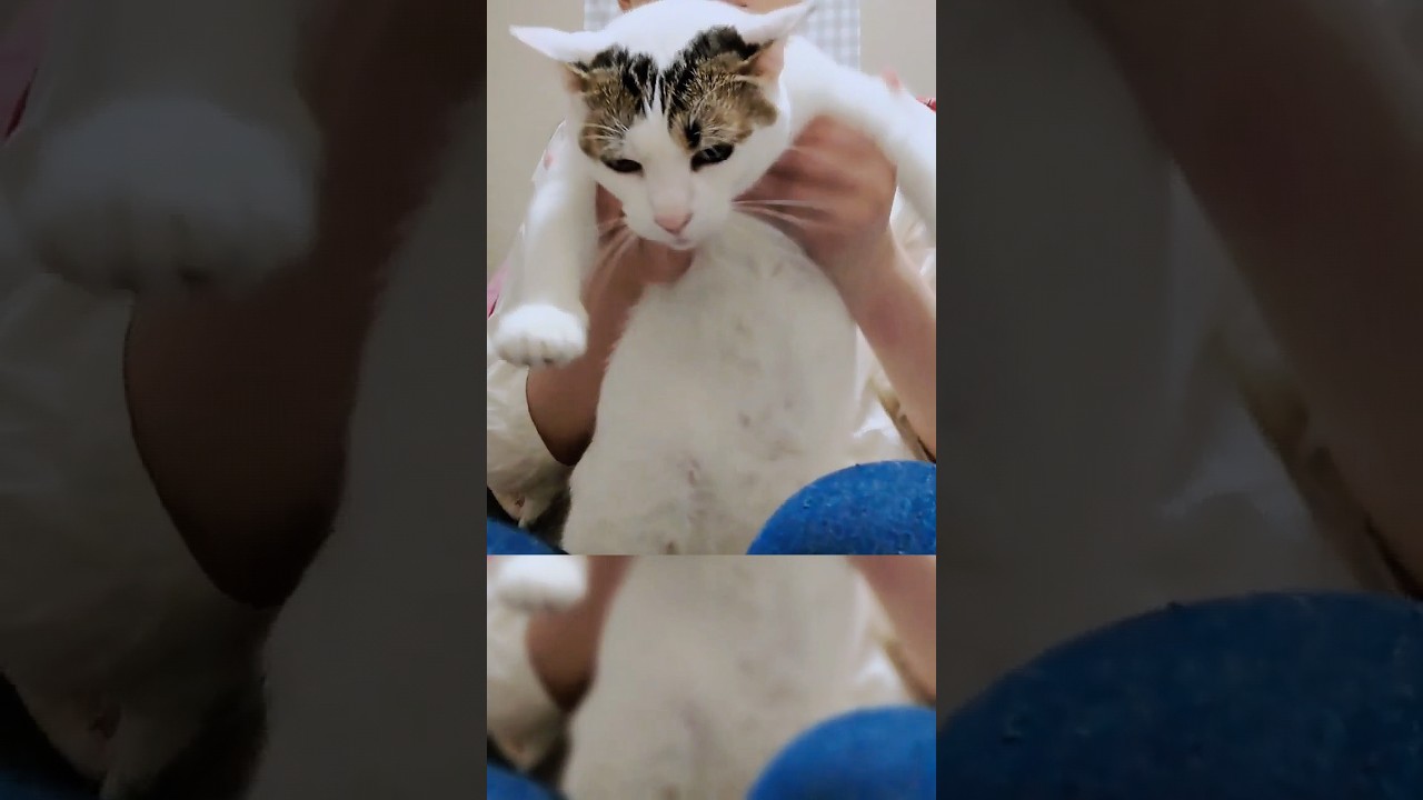 絶妙にリズムに乗れない猫#しかのこのこのここしたんたん #おどってみた #おどってみた #猫 #shorts