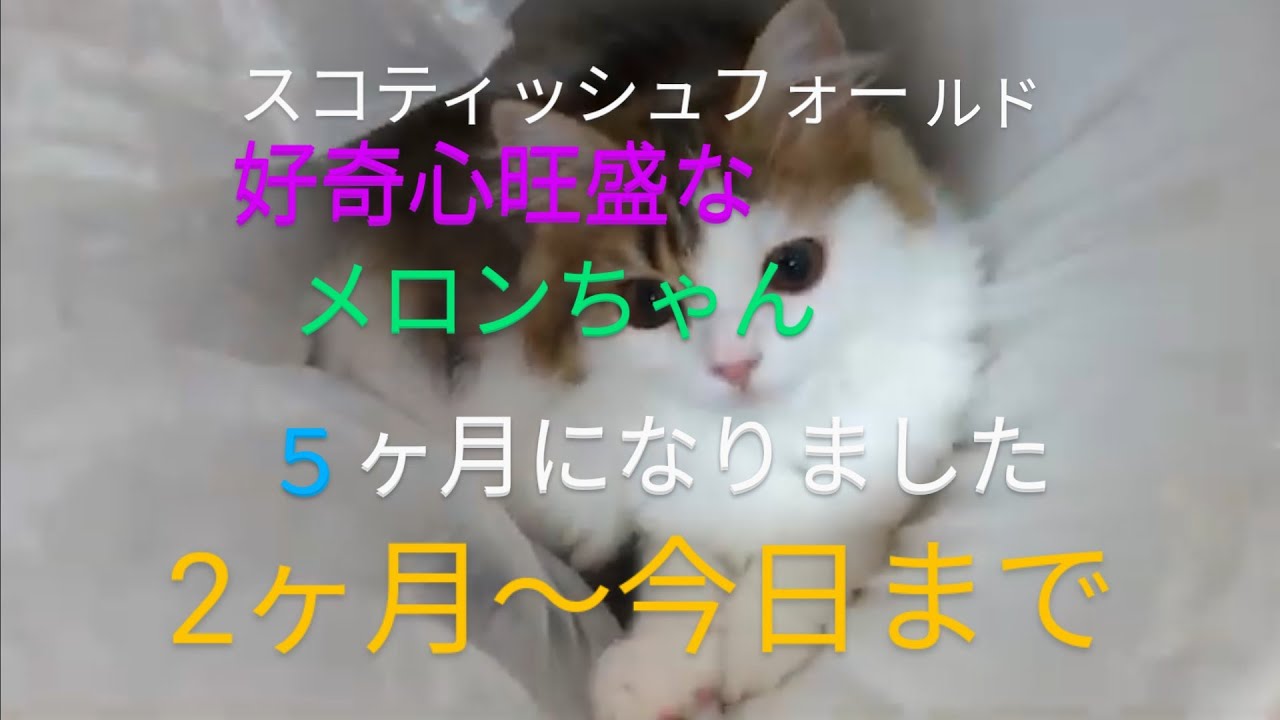 2024年7月23日メロンちゃん、５ヶ月になりました#スコティッシュフォールド子猫 #スコティッシュフォールド子猫５ヶ月になりました#猫のいる暮らし