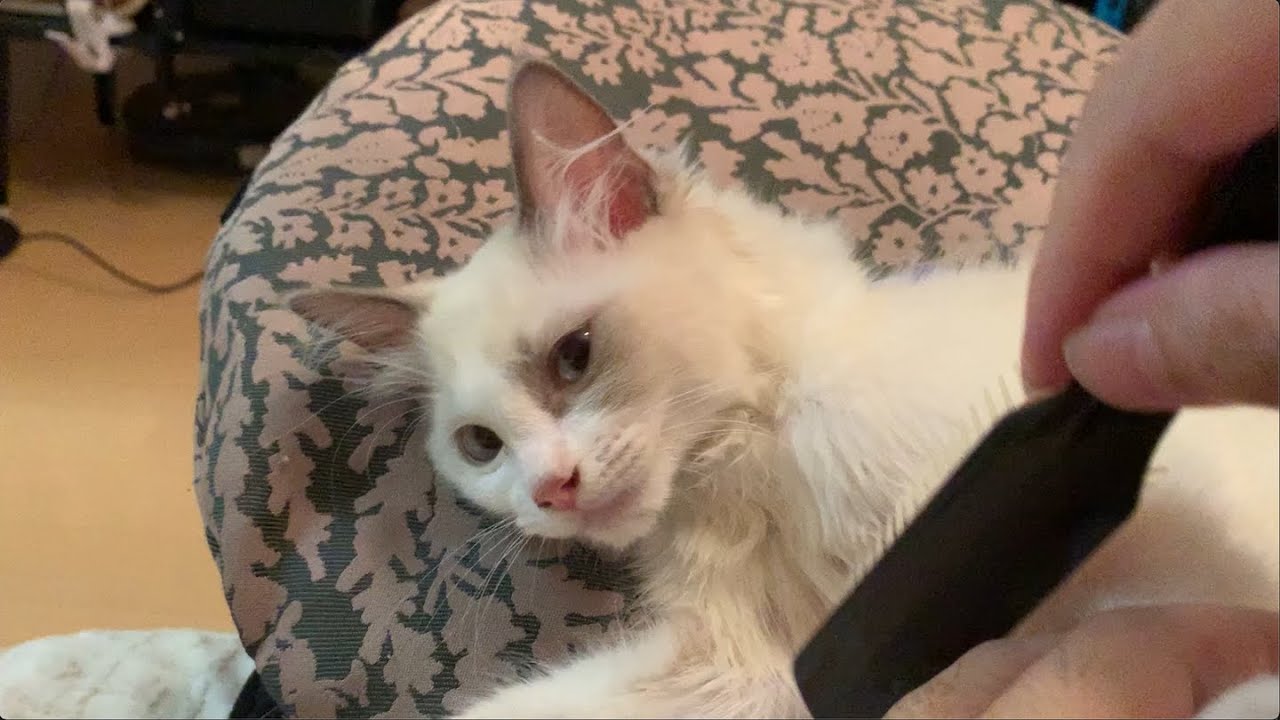 ブラッシングをしました #cat #猫 #ラグドール