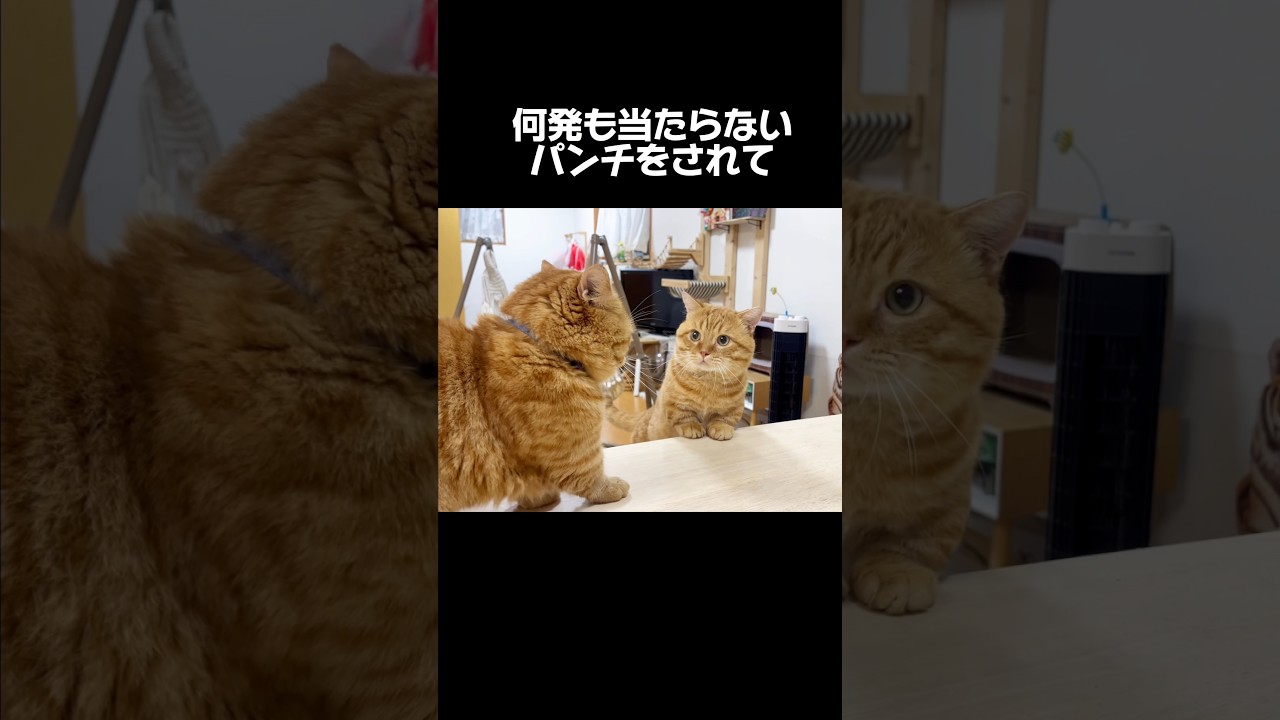 何発も当たらないパンチをされて... #猫 #マンチカン #shorts