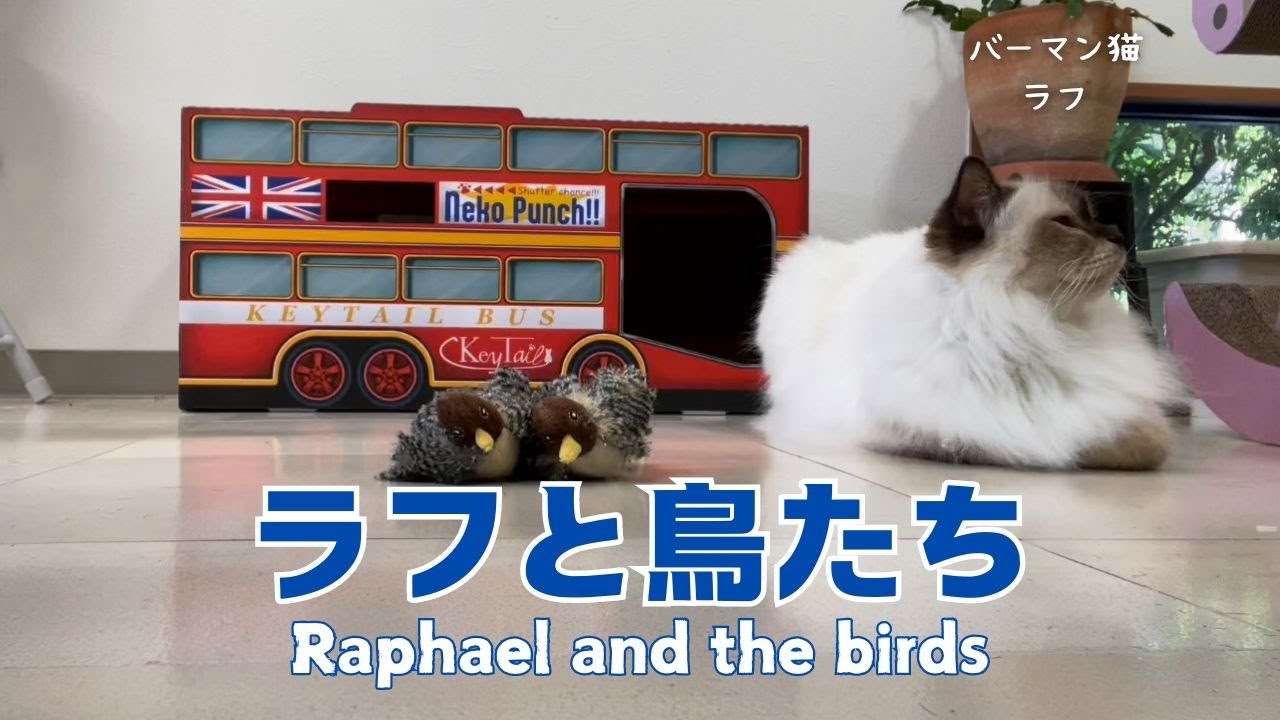 バーマン猫ラフ【ラフと鳥たち】Raphael and the birds（バーマン猫）Birman/Cat