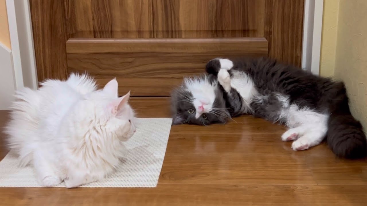 【可愛い🩷】何でも潜っちゃう、もうすぐ１さいになるターキッシュアンゴラ♡