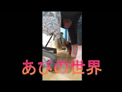 ネコ動画あび＃3962　あびの毎日　アビシニアン　あび