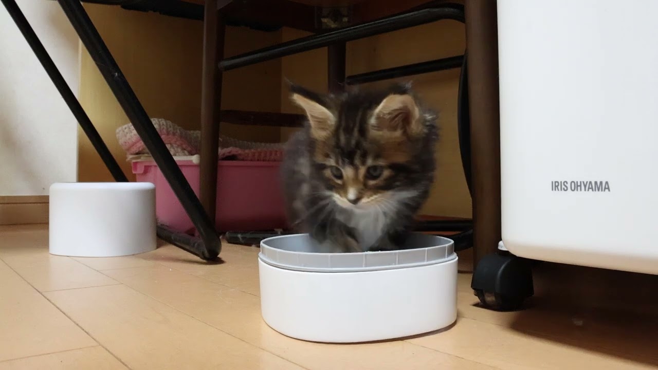 キュートなメインクーン子猫いとちゃん