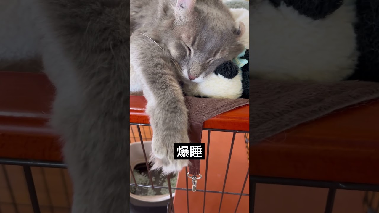 猫動画 #shorts 爆睡