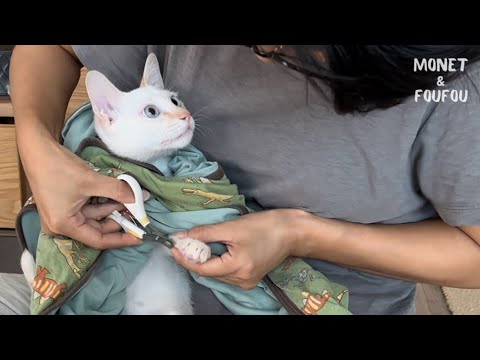【可愛い】爪切りが怖くて顔を隠しちゃう子猫