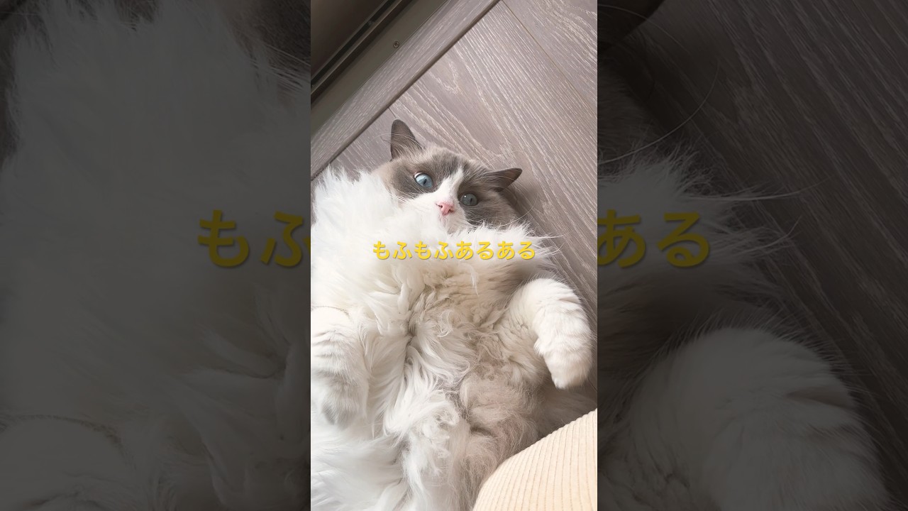 【ラグドール】もふもふあるある#ねこ #猫のいる暮らし #ハチワレ #cat #ragdoll #shorts