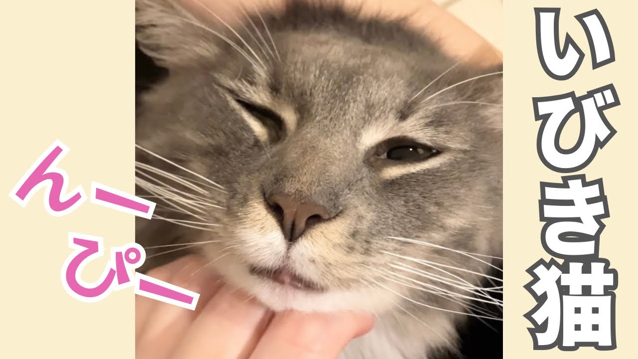 「いびき猫　んーぴー」〜面白い顔で案内します〜