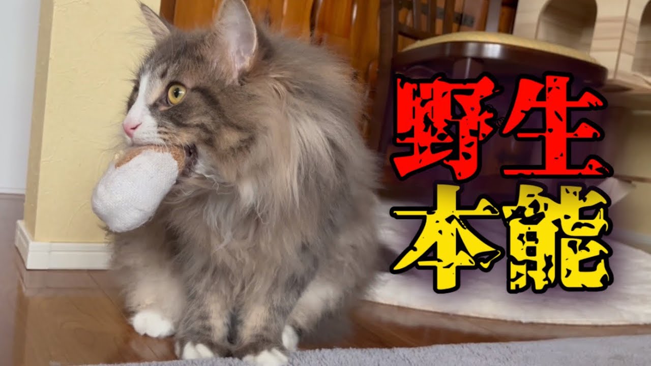 【野生本能】1歳になったノルウェージャンフォレストキャットに野生本能が芽生える瞬間ww