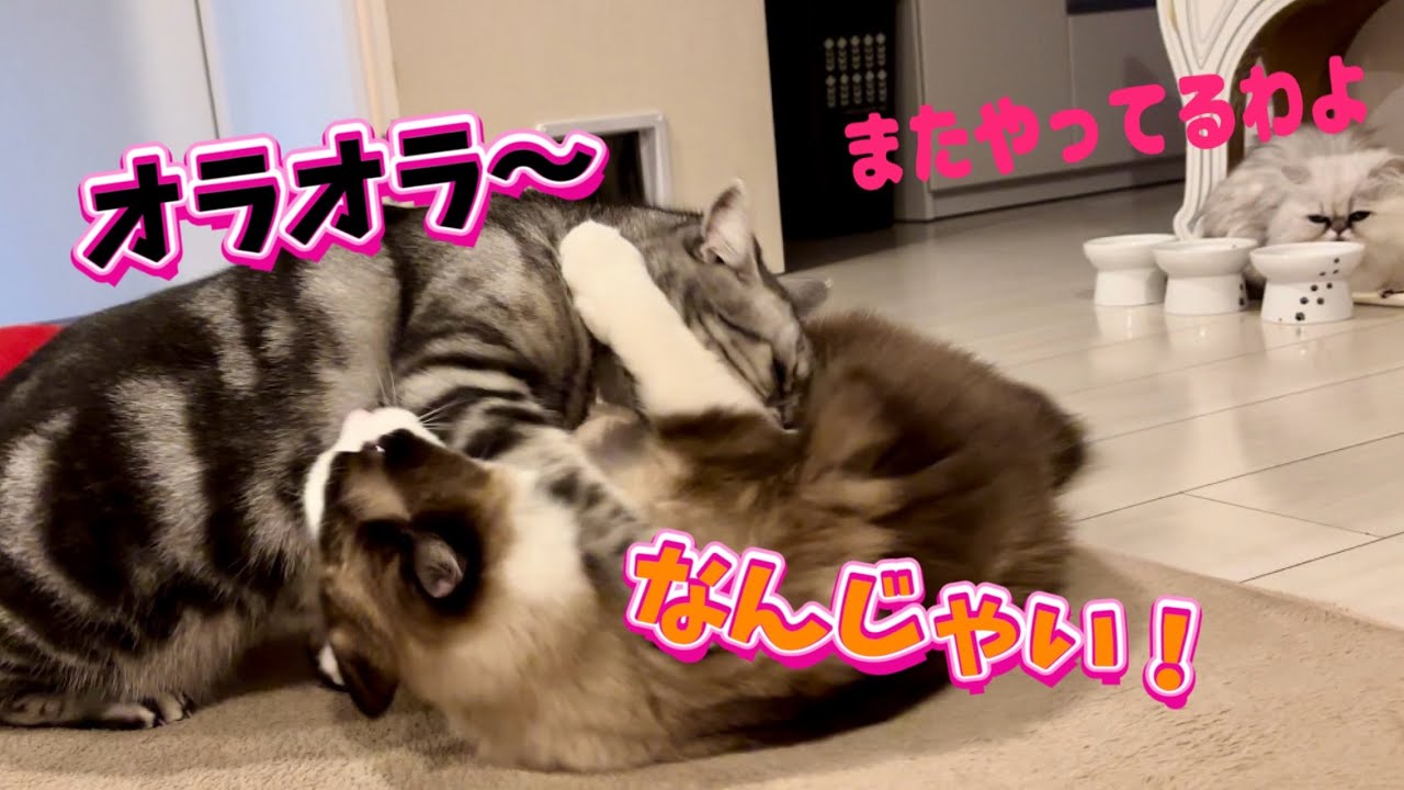 【子なし夫婦の日常】猫のケンカを止めさせる簡単な方法があるんです😈