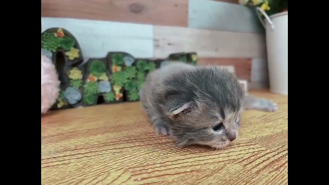 セルカークレックス 癒しの女の子💛（毛色：ブルータビー）