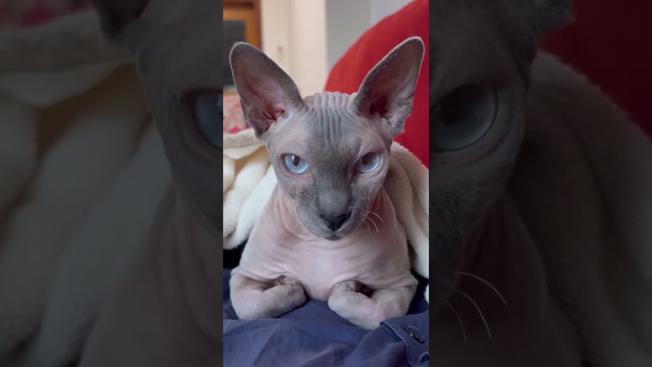 ママのお腹の上でくつろぐ毛のない猫【スフィンクス猫】