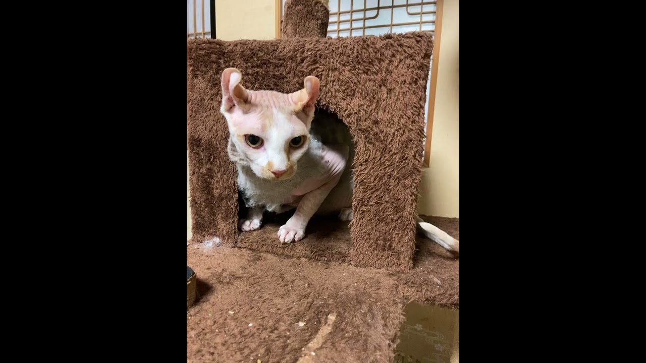 スフィンクス ハンサムボーイの可愛いエルフ