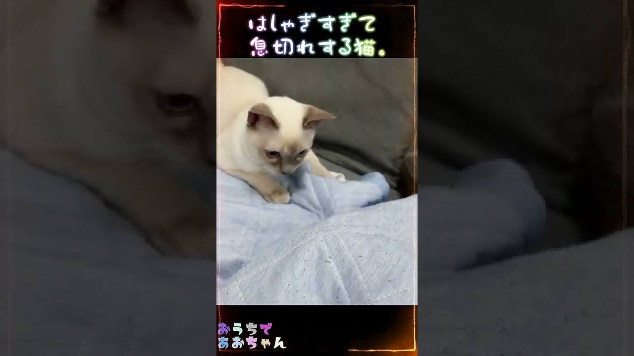はしゃぎすぎて息切れする猫。【トンキニーズ_猫】