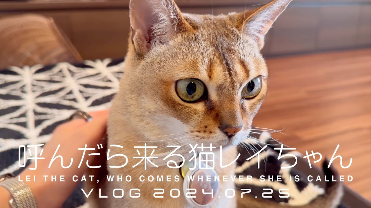 【シンガプーラ】呼んだら来る猫レイちゃん VLOG 2024.07.25 | Lei the cat, who comes whenever she is called