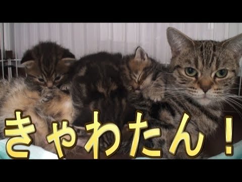 【猫好き】きゃわたん！（アメリカンショートヘアー）《funny cats》