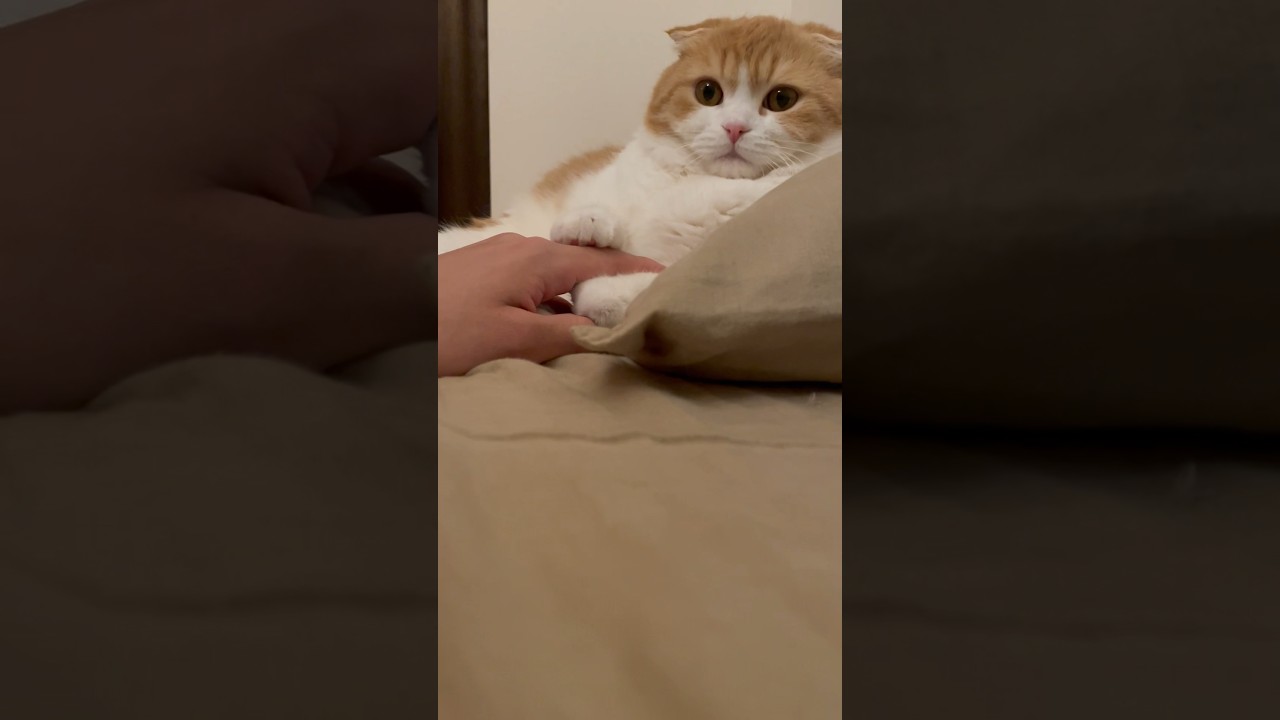一瞬で心つかまれた #スコティッシュフォールド #cat #ねこ #ネコ#猫 #shorts