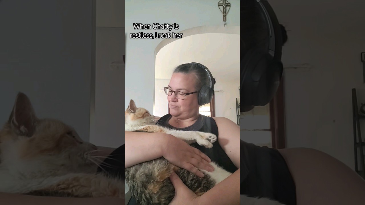 rocking Manx cat 😿#youtubeshorts #cat #foryou #petsofinstagram #catsoftiktok#catshorts #catscatscats