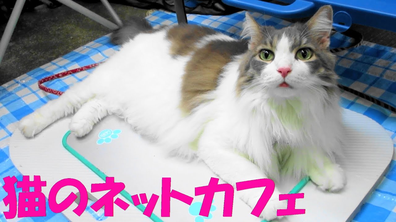 目指せモモ20歳～モモが愛したネットカフェにミルクさん初体験💖棲み付く勢い😸💕に気に入った😻～猫のネットテントCafé/ママのツボを心得てる猫🐱v＃猫のアトラクション