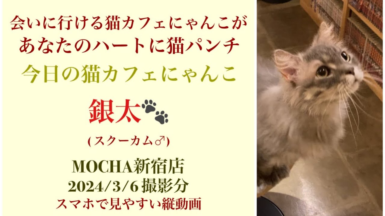 【完全版】　🐱銀太🐱　猫カフェMOCHA新宿店　(スクーカム♂)　2024/3/6  撮影分　#日替わり猫カフェにゃんこ