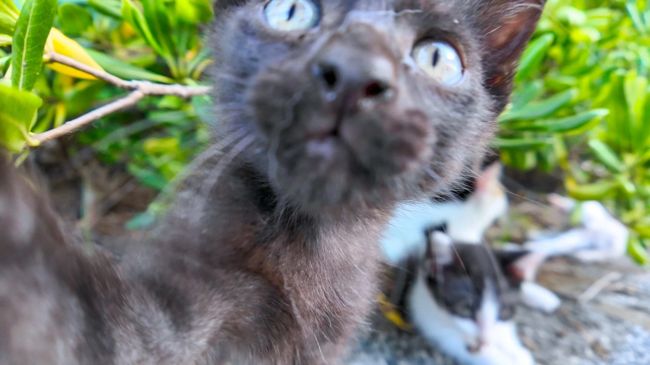 三毛猫ママの回りで遊び廻る子猫たち