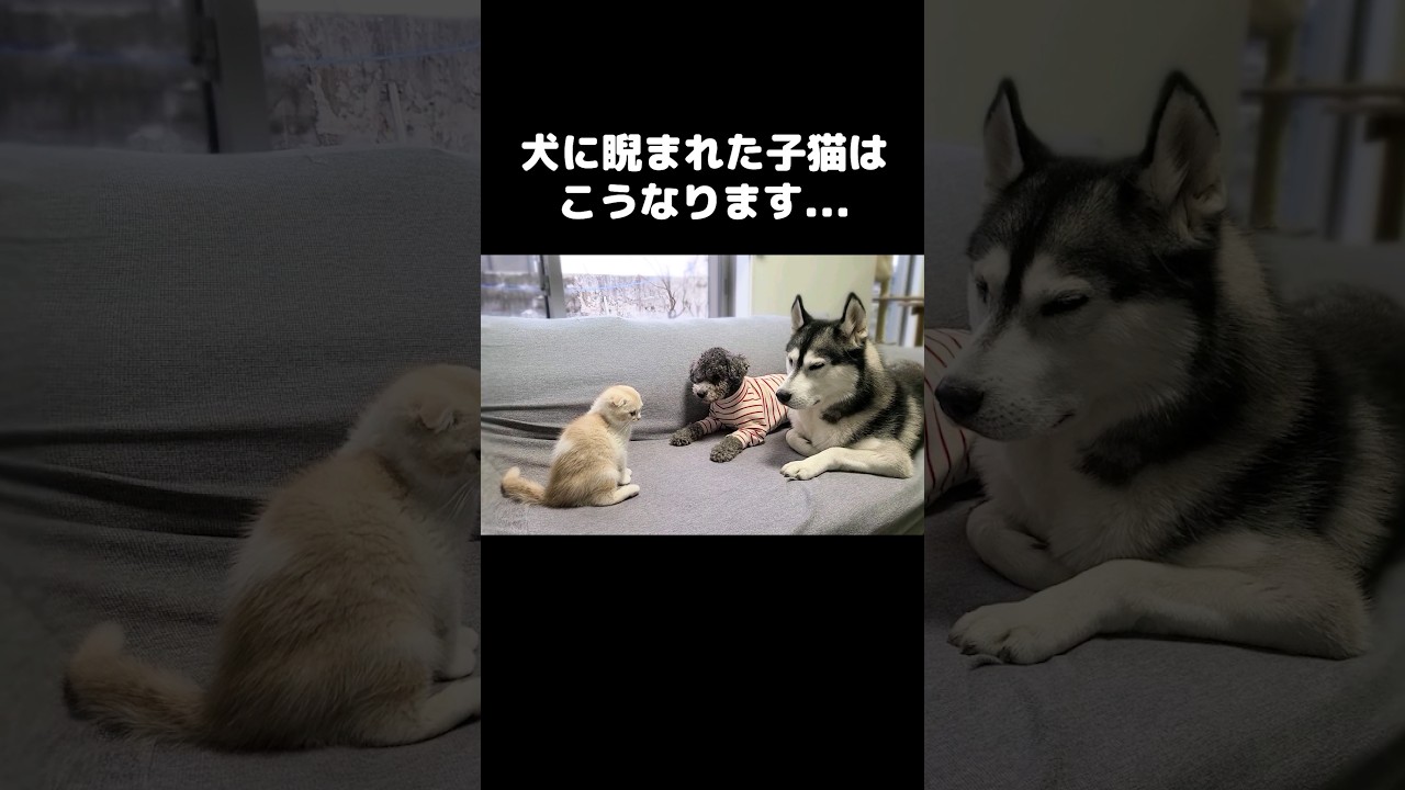 犬に睨まれた子猫はこうなる...#shorts