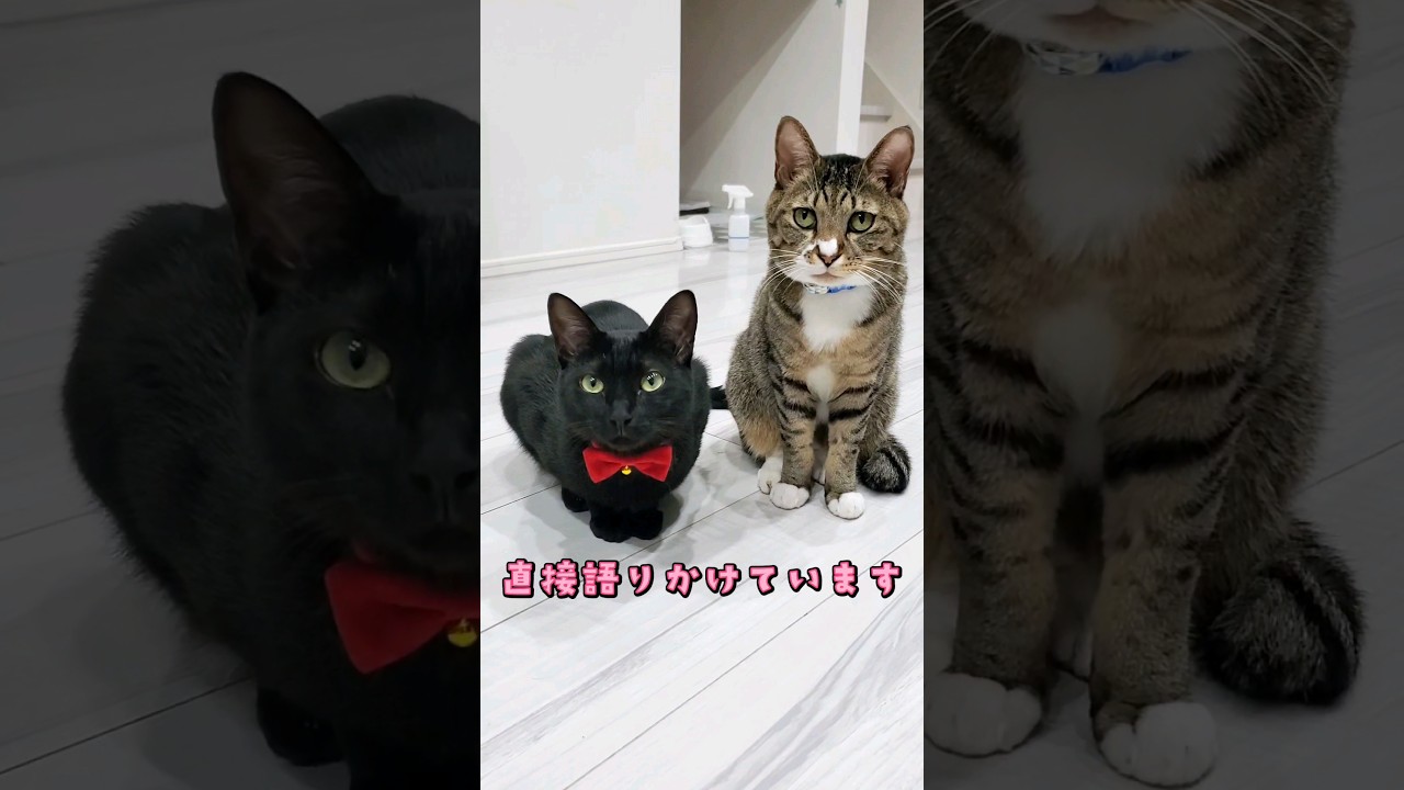 こいつ…脳内に直接… #cat #ねこ #catlife #고양이 #うちのねこ #脳内に直接語りかける猫