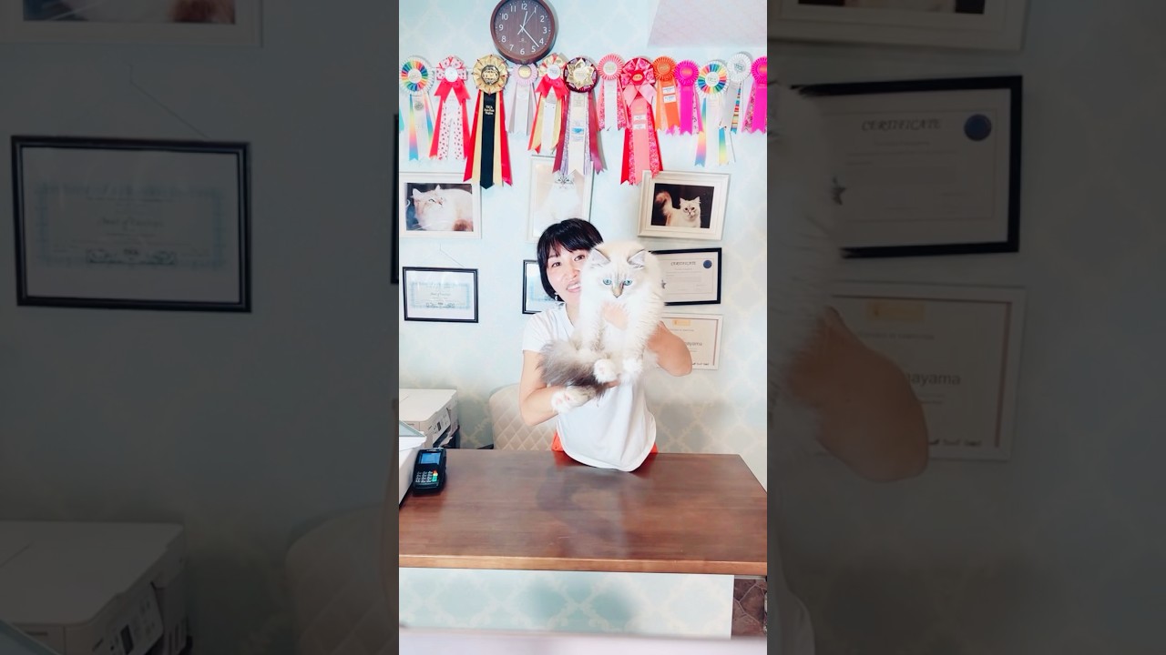 100%輸入の本物のサイベリアンの#子猫ご紹介ライブ　パート1❣️吉祥寺のロイヤルキャッツでご家族様募集中です♪ #サイベリアン #ペットショップ