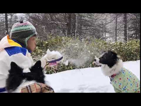 犬とスノーシュー　ボーダーコリー　あずみ