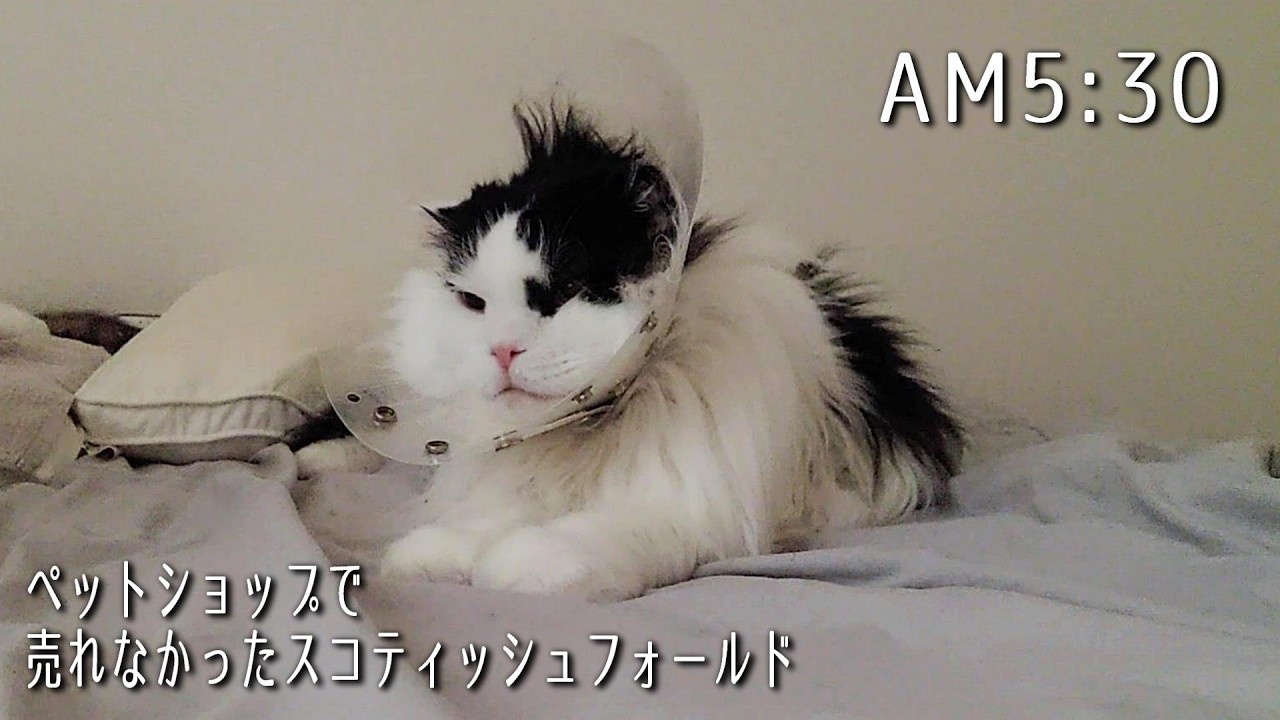 猫全員に無視される飼い主/夜な夜な動き出す猫（寝不足）#猫のいる暮らし
