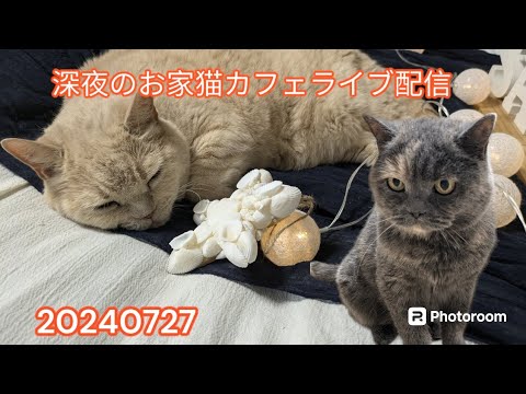 深夜のお家猫カフェライブ配信　１２７