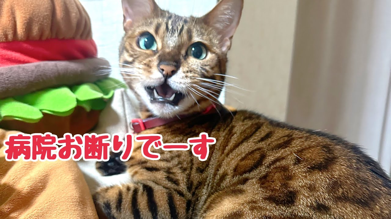 ベルの体重が激減したので慢性腎不全が進行していないか検査しに行きます