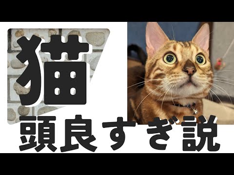 【ベンガル猫】頭の良さを検証。ちゃんと覚えてくれるのは？？ねこちゃんとの信頼関係があれば、一緒になんでもできるじゃないかな？